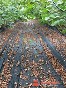 Fındık Toplama Filesi