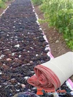 Üzüm Sergiliği (2x100)