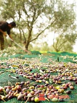 zeytin-sergiliği